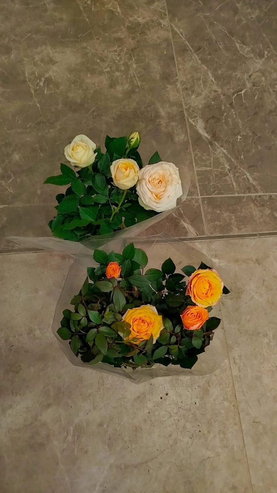 Canlı saksı gül